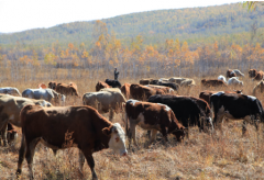 ������������ֳЯ�������ʱ���¹�ʱ��г�